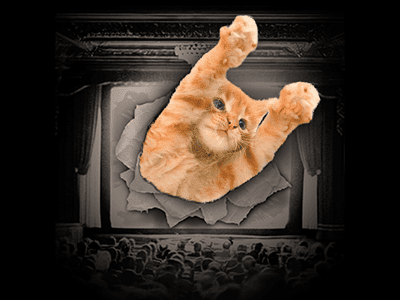 CatVideoFest