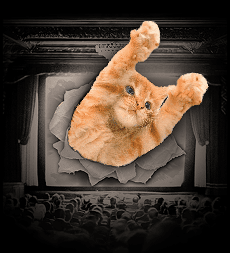 CatVideoFest